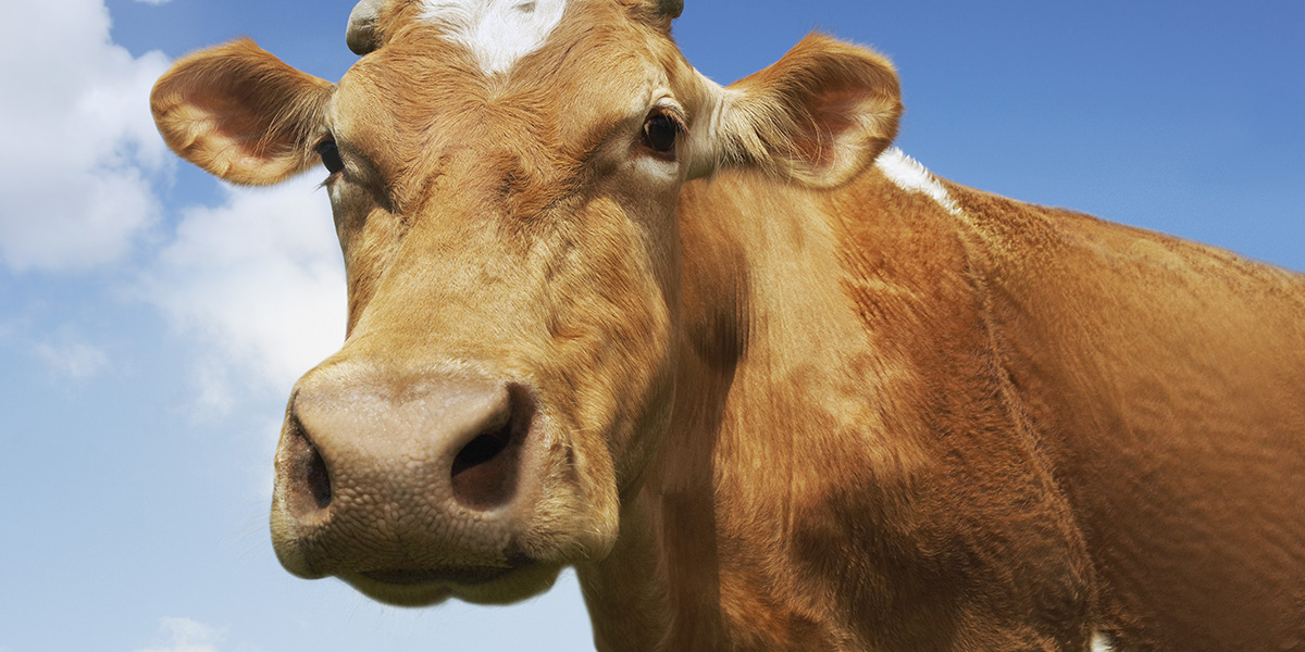 Rêver de vache Significations