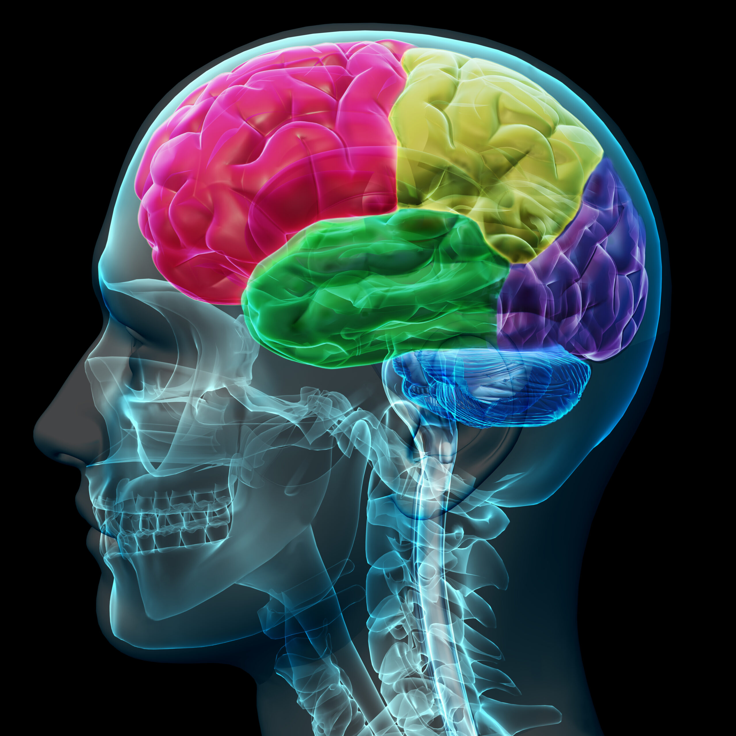 Rêver d’un cerveau