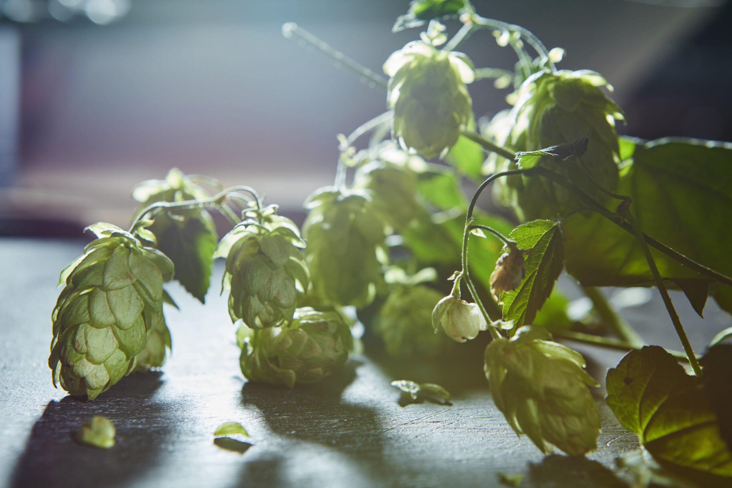 Rêver de houblon