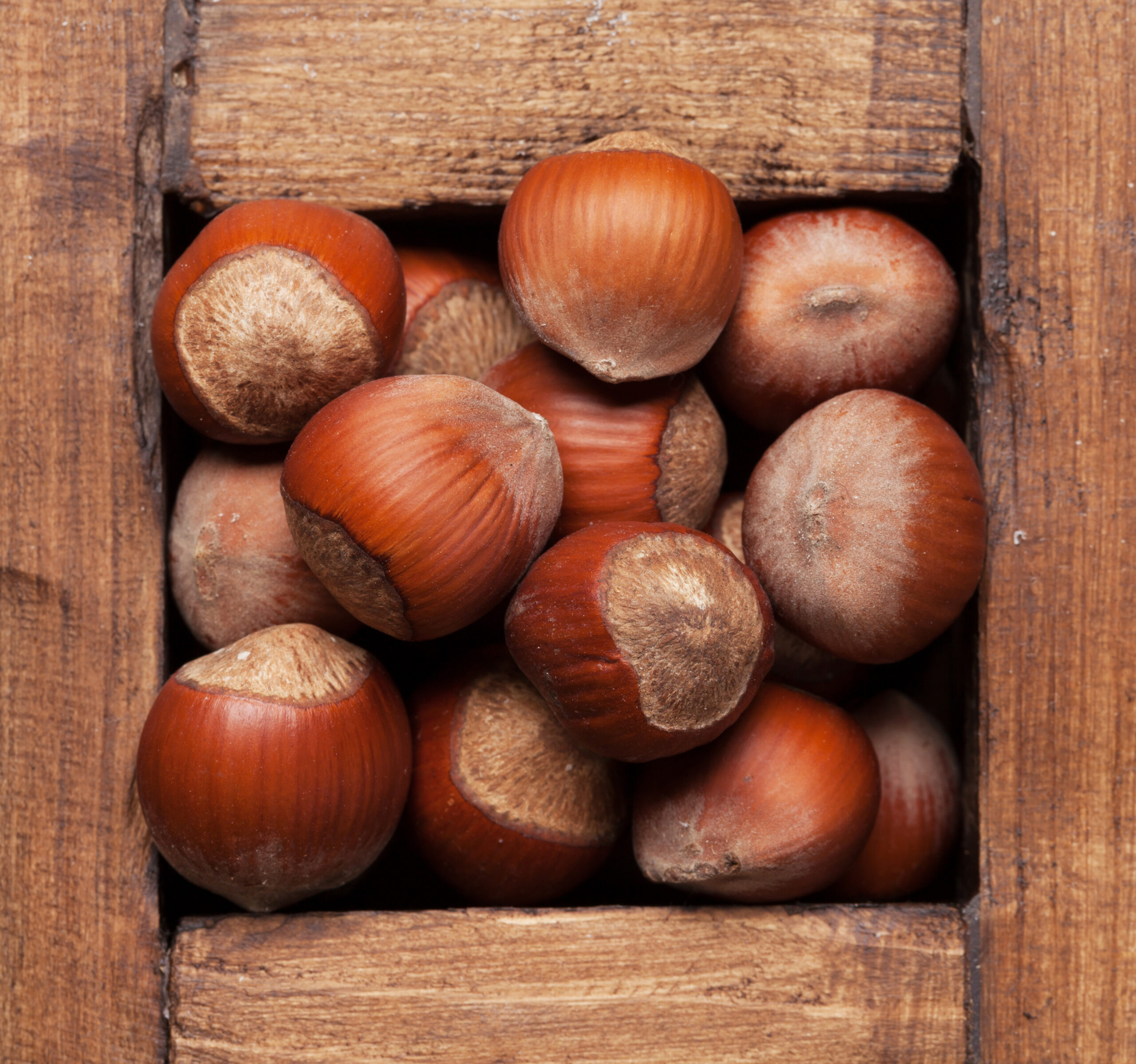 Rêver de marrons