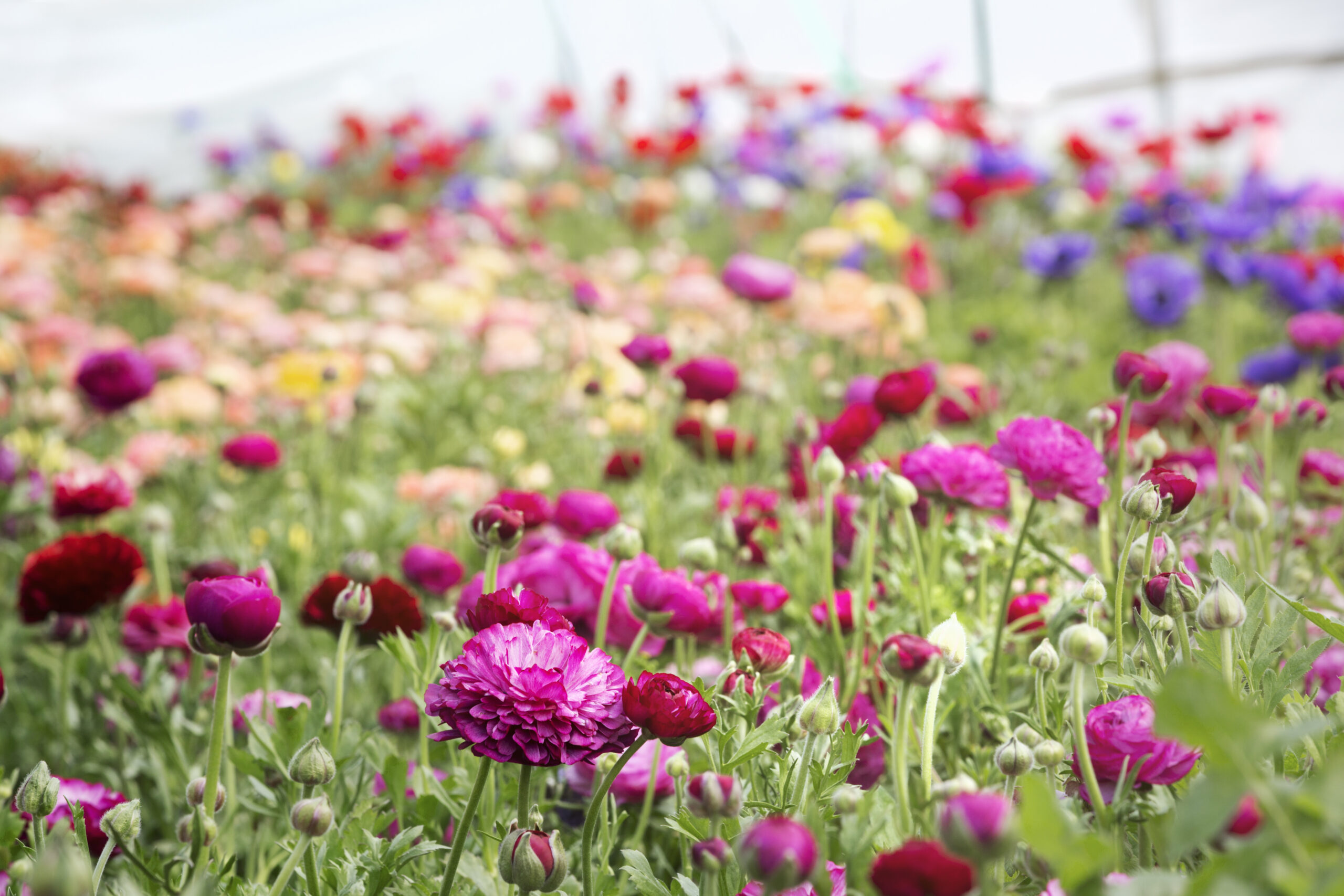 Rêver d’un parterre de fleurs