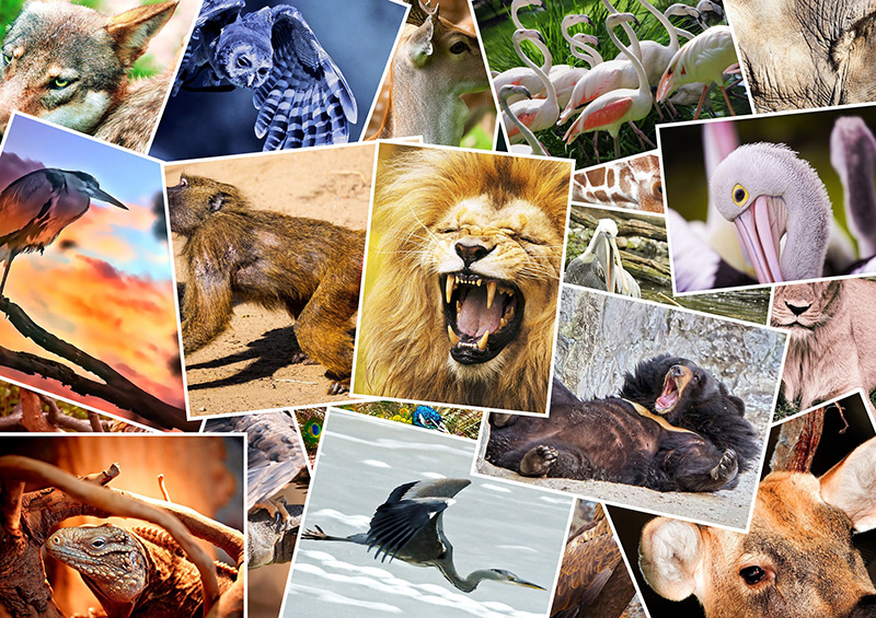 Rêves d’animaux