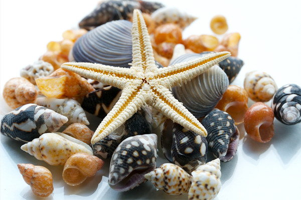 Rêver d’un coquillage