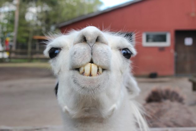Rêver d’un lama Rêver d’un lama