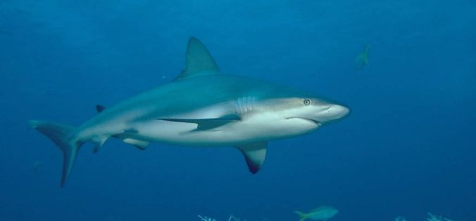 Rêver de requin