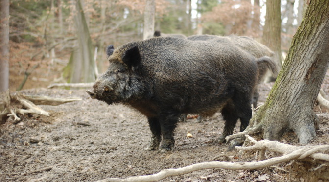 Rêver de sanglier
