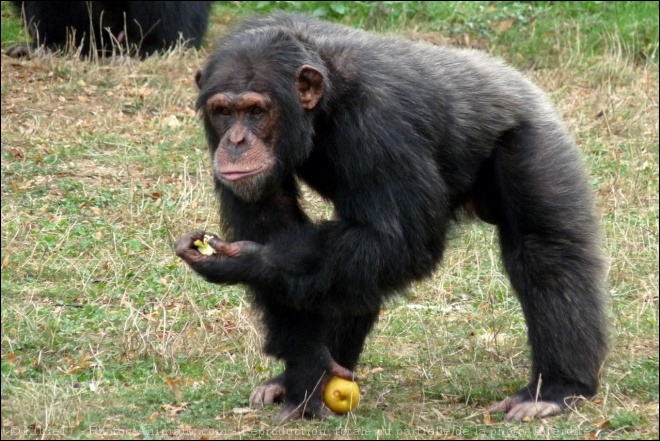 Rêver d’un singe