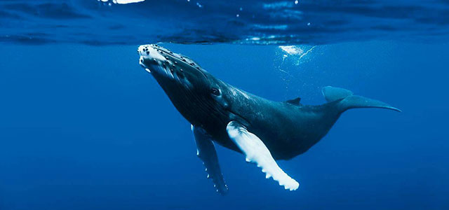 Rêver de baleine