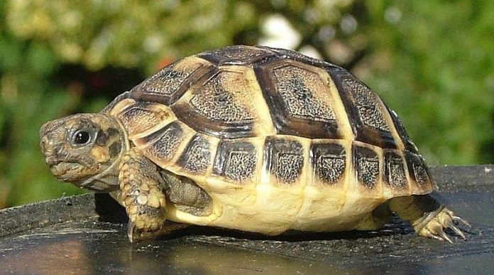 Rêver d’une tortue