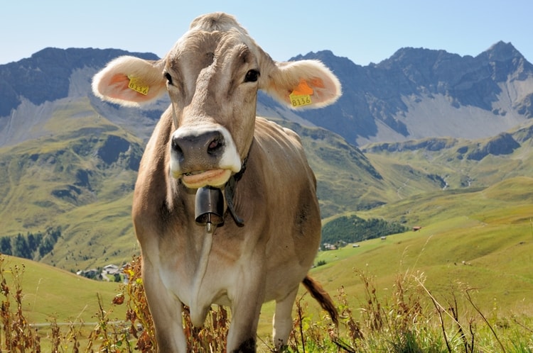 Rêver d’une vache