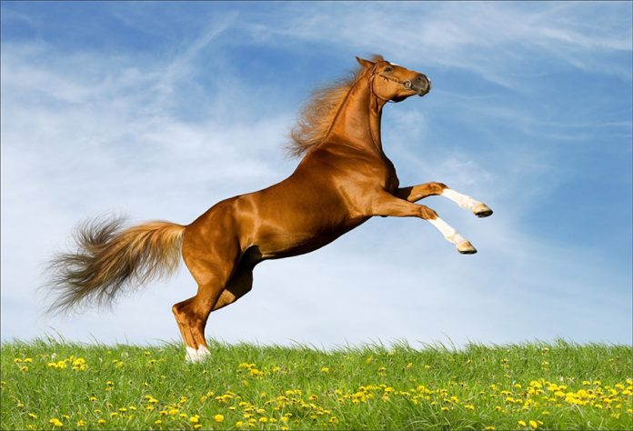 Rêver de cheval