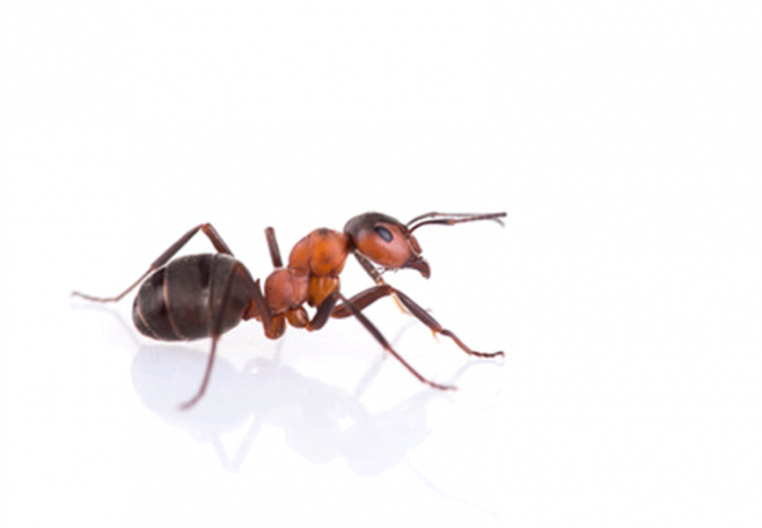 Rêver de fourmis