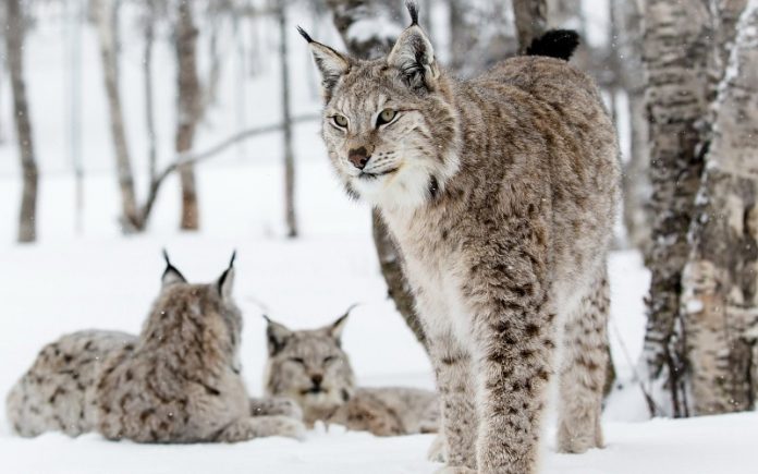 Rêver d’un lynx
