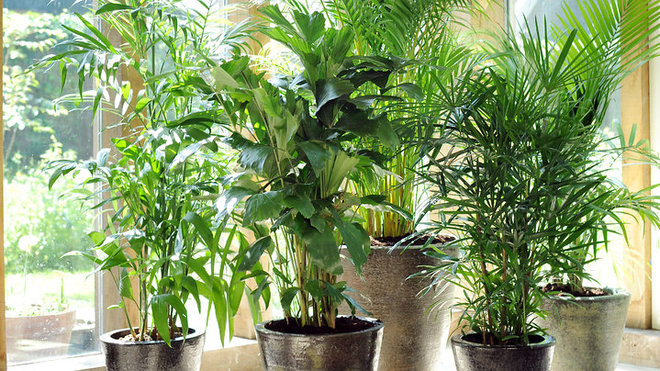 Rêver de plantes