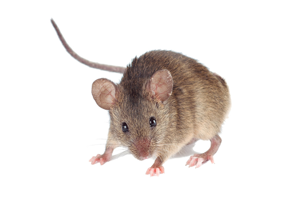 Rêver de souris