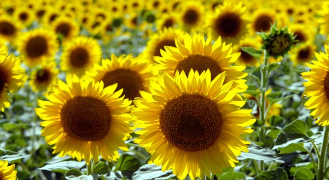 Rêver de tournesol
