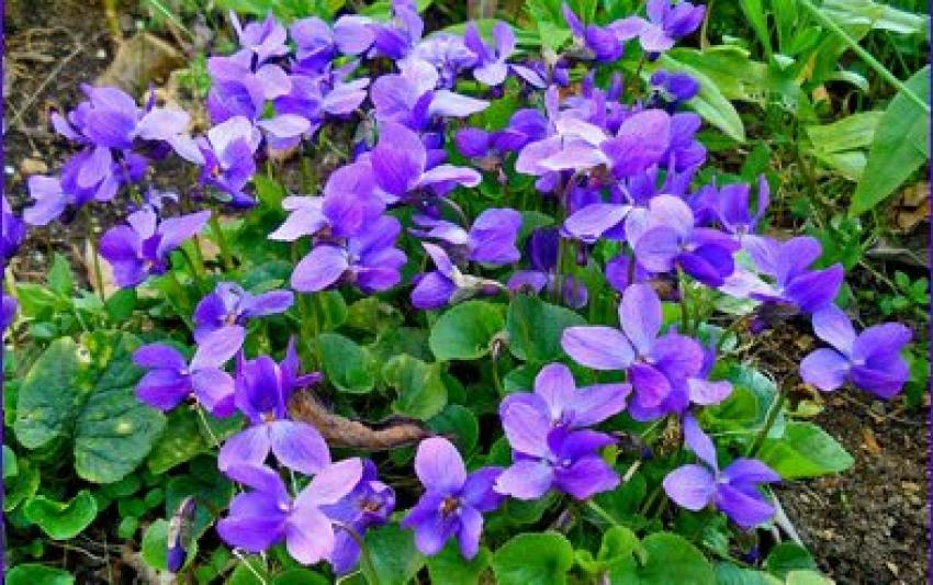 Rêver de violette