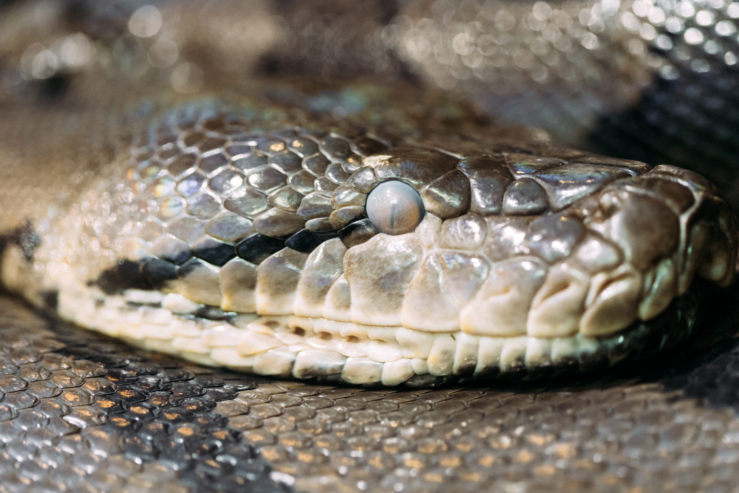 Rêver de Serpent